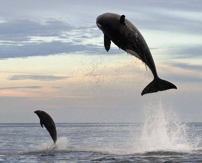 В погоне за дельфином (5 фото)

