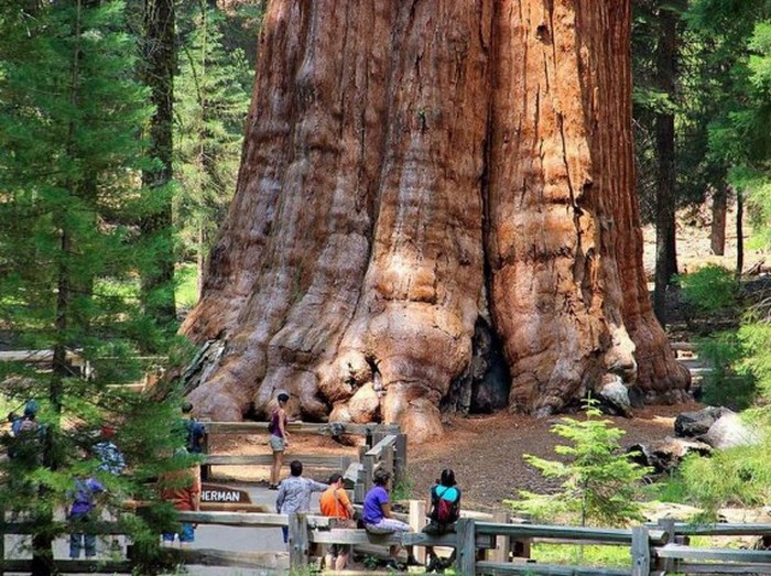 Настоящее чудо природы - самое громадное дерево на нашей планете
