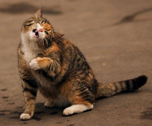 Типичный мартовский кот

