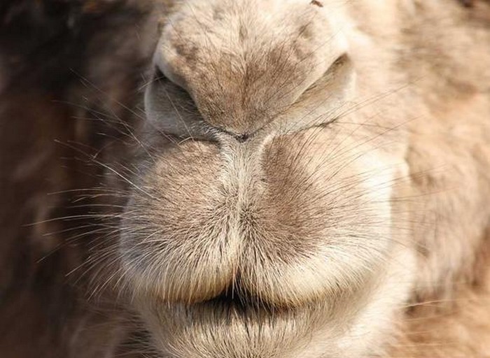 Интересное о верблюдах
