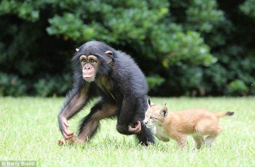 Шимпанзе и рысь стали лучшими друзьями (12 фото)
