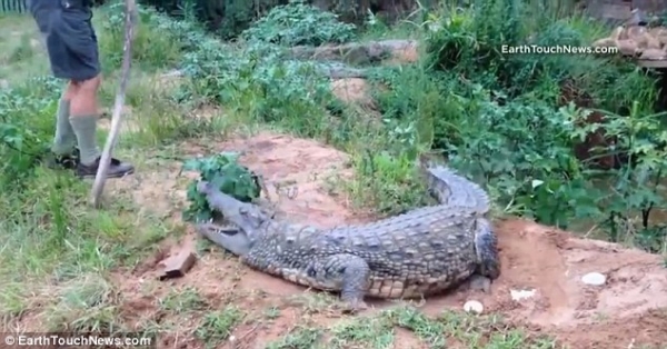 Чем может закончиться тыканье в крокодила палкой (фото + видео)
