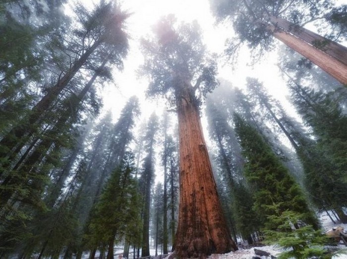 Настоящее чудо природы - самое громадное дерево на нашей планете
