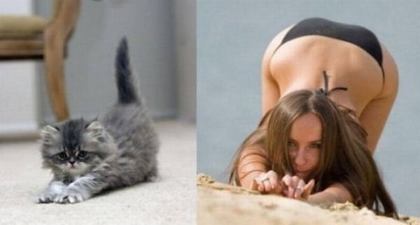 Женщины и кошки, в чём разница
