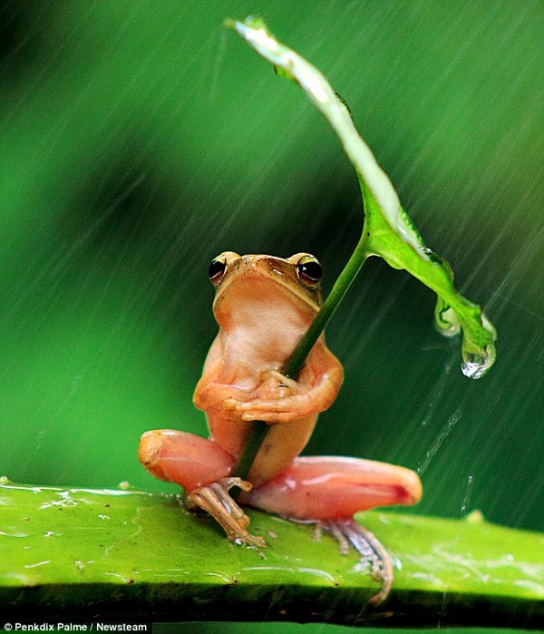 Лягушка под зонтиком
