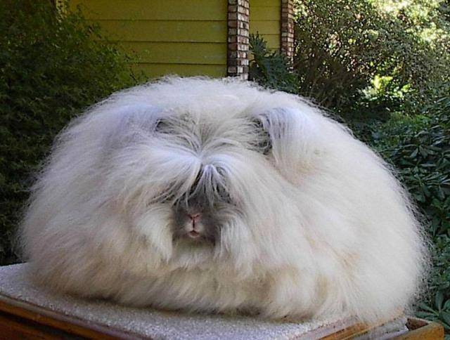 Самый пушистый кролик в мире (8 фото)
