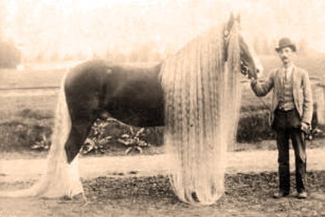 Линус - самая длинногривая и длиннохвостая лошадь в мире
