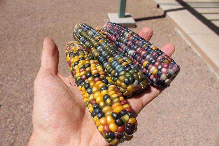 Цветная кукуруза (10 фото)
