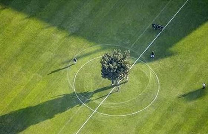 Дерево в центре футбольного поля
