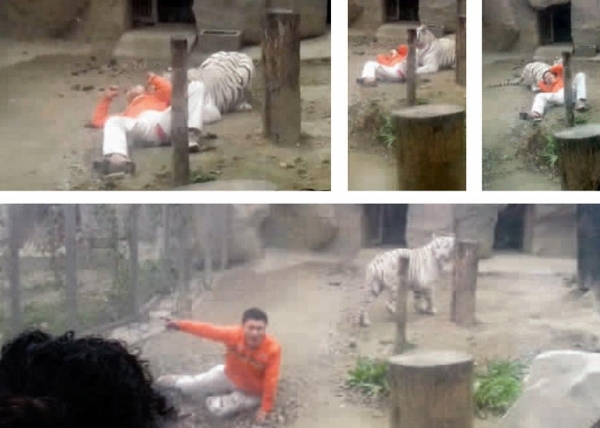 Китаец решил скормить себя тиграм
