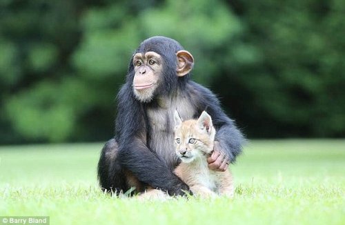 Шимпанзе и рысь стали лучшими друзьями (12 фото)

