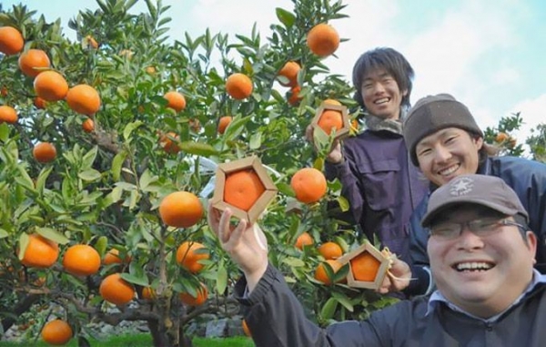 Пятиугольные апельсины от японского фермера
