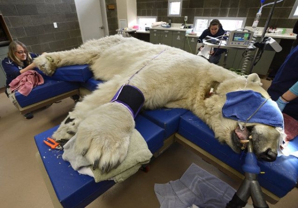 Полярный медведь на приеме у врача
