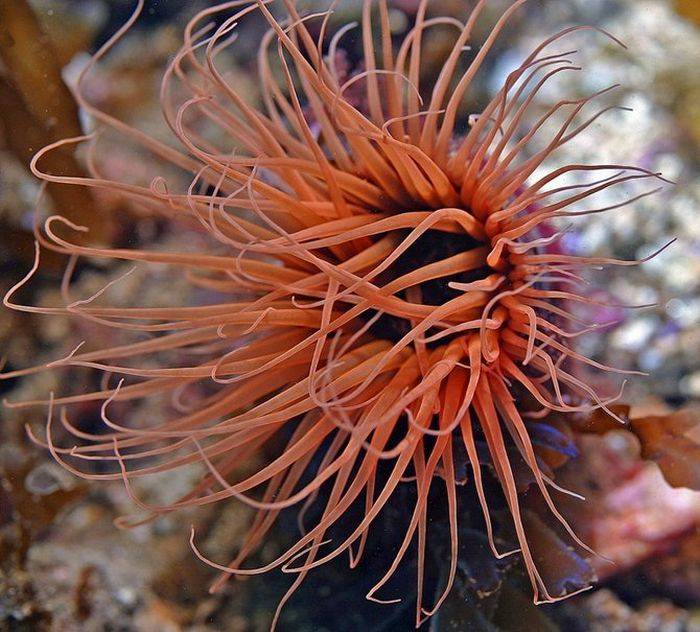 Необыкновенная красота подводного мира (30 фото)
