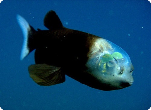 Рыба с прозрачной головой раскрыла свои секреты ( 5 фото + видео )
