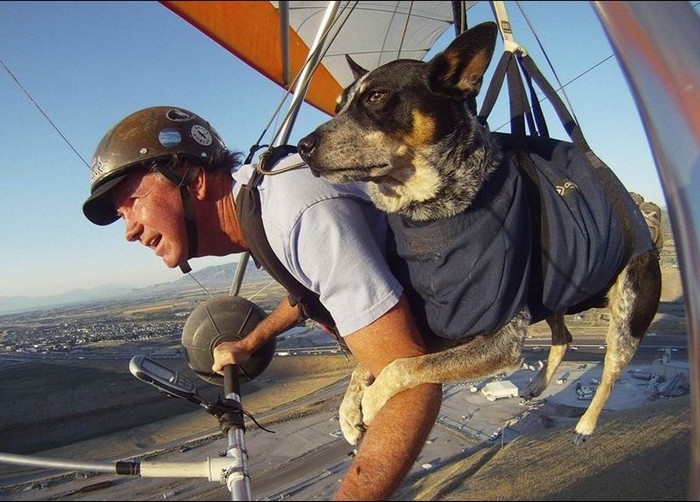 Полеты с собакой на дельтаплане
