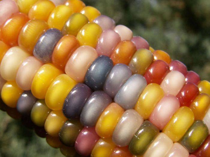 Цветная кукуруза (10 фото)

