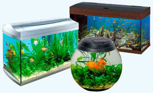 4 причины купить домой аквариум
