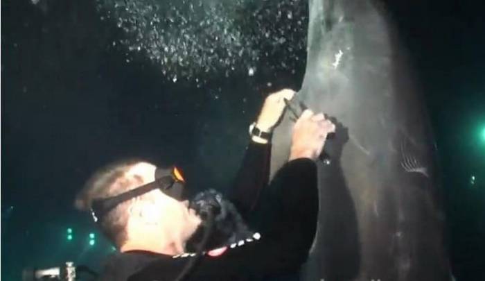 Дельфин попросил помощи у человека (1 фото + 1 видео)

