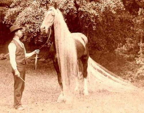 Линус - самая длинногривая и длиннохвостая лошадь в мире
