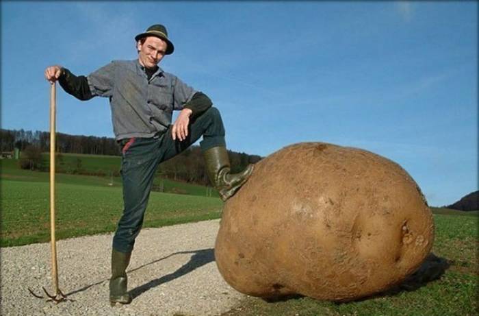 ФОТО ДНЯ самый большой картофель в мире
