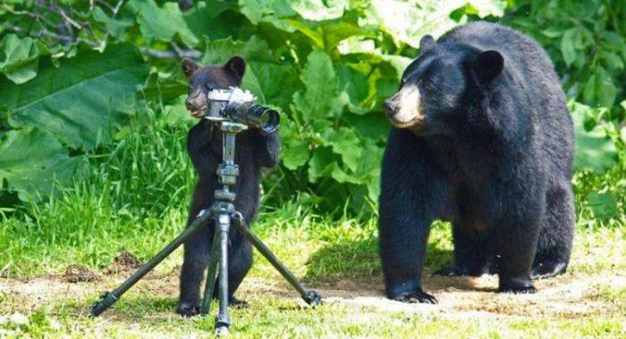 Любопытные медведи (15 фото)
