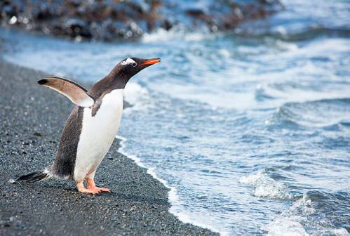 Королевские пингвины в Антарктиде ( 30 фото )
