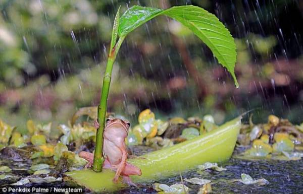 Лягушка под зонтиком
