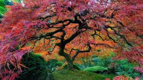 Невероятно красивые деревья нашей планеты (12 фото)
