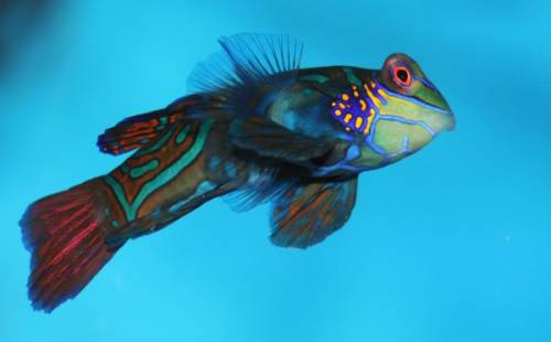 Рыбка Мандаринка ( 20 фото + видео )
