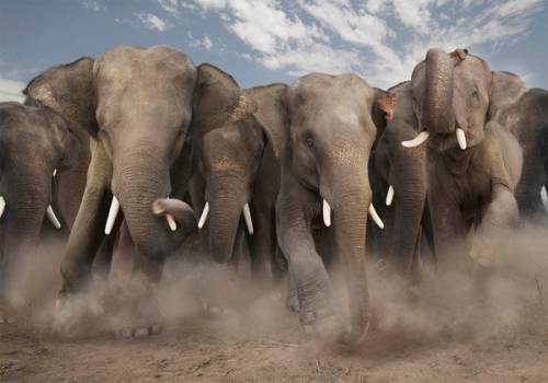 50 пьяных слонов разрушили деревню в Индии
