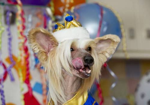Самая гламурная собака в мире ( 10 фото )
