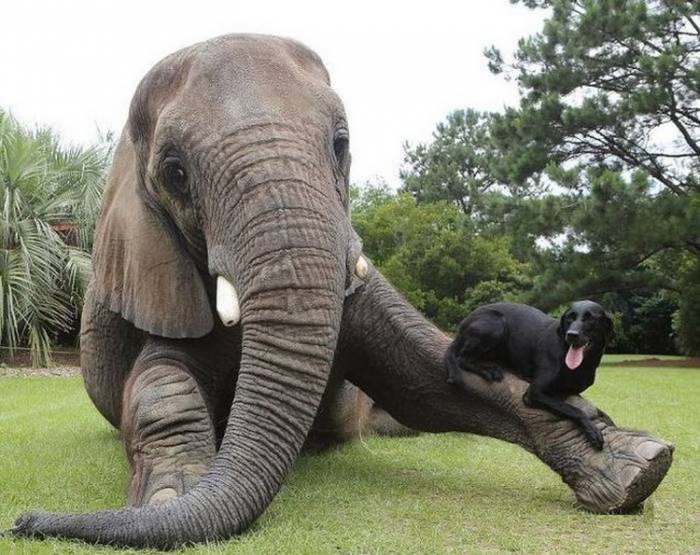 Слон и лабрадор лучшие друзья (9 фото + видео)
