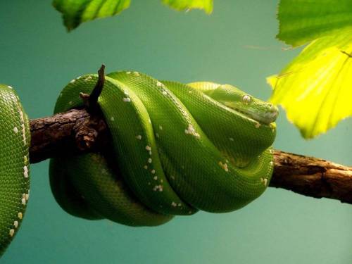 Восхитительные змеи ( 50 фото )

