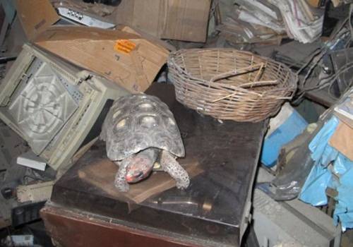 Черепаха 30 лет прожила запертой в кладовой
