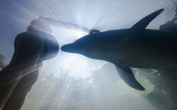 Самые удивительные факты о дельфинах
