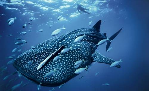 Самая большая рыба в мире - Китовая акула ( 15 фото + видео )

