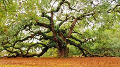 Невероятно красивые деревья нашей планеты (12 фото)
