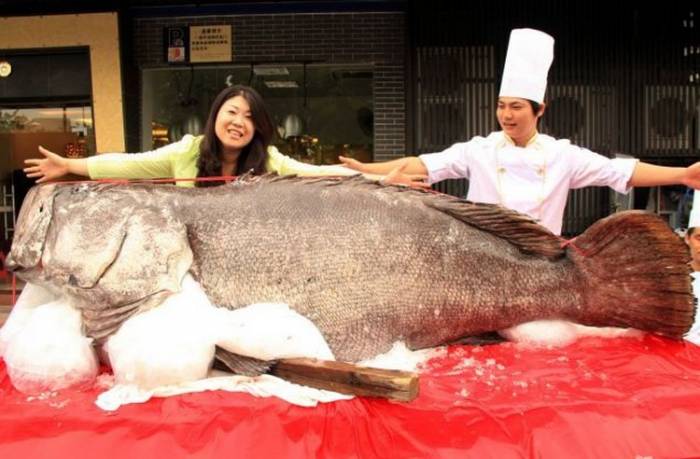 В Китае пойман самый большой окунь в мире, весом 341,5 кг
