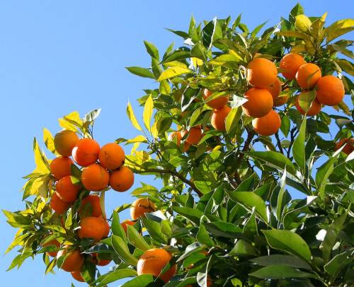 Где и как растут экзотические фрукты
