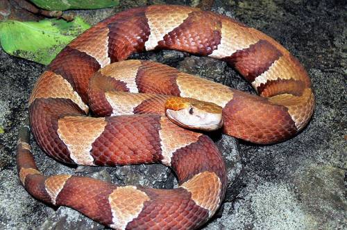 Восхитительные змеи ( 50 фото )
