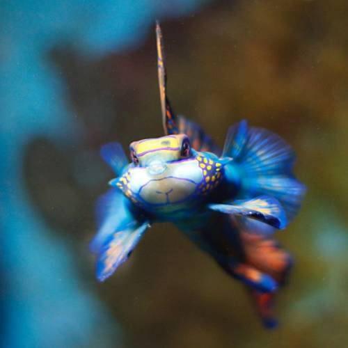 Рыбка Мандаринка ( 20 фото + видео )
