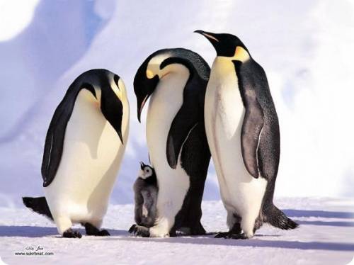Королевские пингвины в Антарктиде ( 30 фото )
