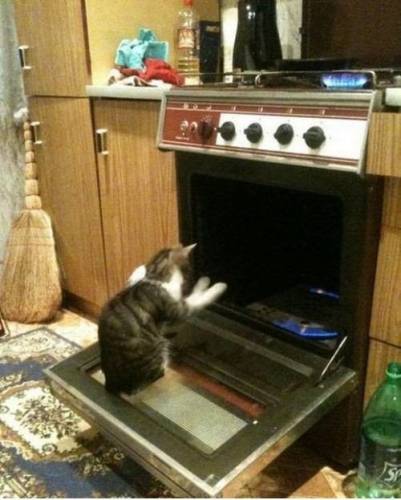 Котик решил погреть лапки у газовой плиты
