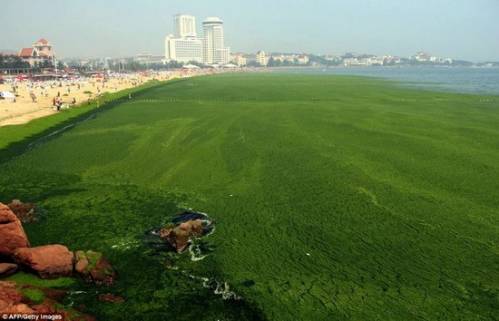 Китай атаковали водоросли
