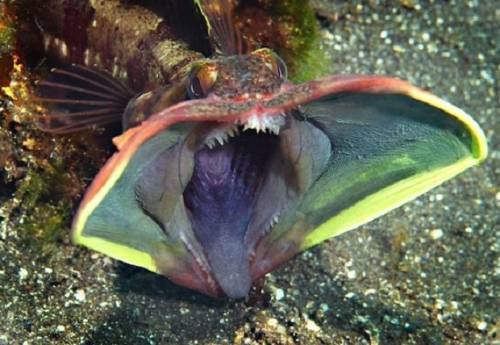 ТОП 10 самых необычных морских животных
