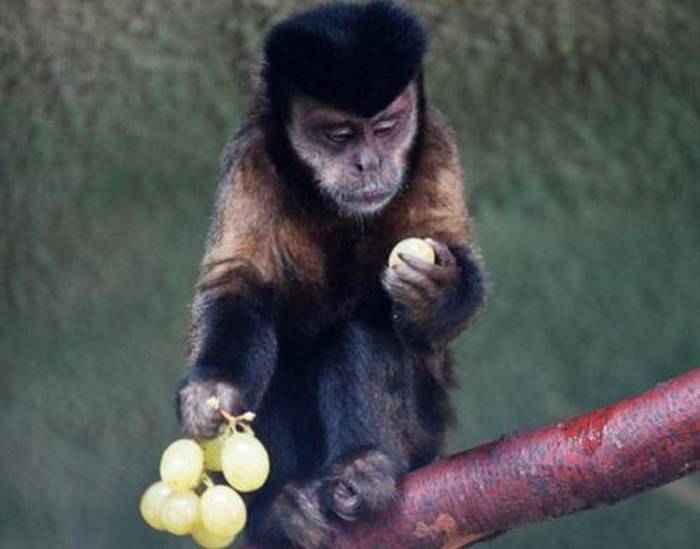 После того, как исследователи научили обезьян пользоваться деньгами, те стали платить за секс
