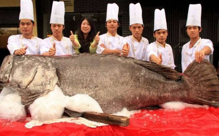 В Китае пойман самый большой окунь в мире, весом 341,5 кг
