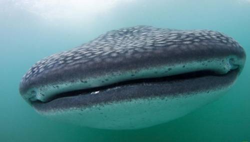 Самая большая рыба в мире - Китовая акула ( 15 фото + видео )
