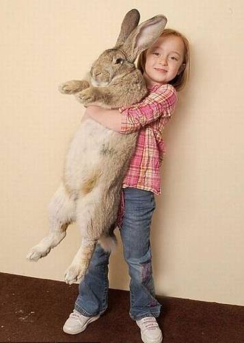 Самый большой кролик в мире
